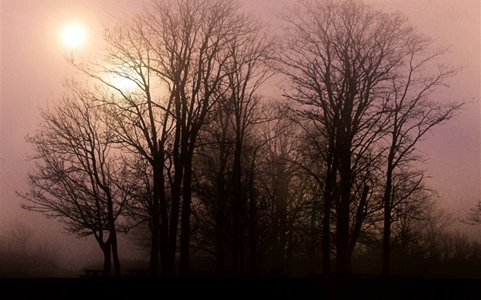 Dawn, trees, sunrise Wallpapers Pictures Photos Images