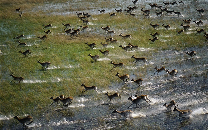 Deer on the prairie Wallpapers Pictures Photos Images