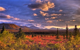 Denali National Park, Alaska, USA, clouds, dusk, grass HD wallpaper