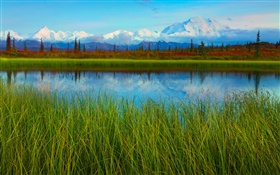 Denali National Park, Alaska, USA, lake, grass, trees HD wallpaper