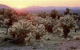 Desert, cactus, sunrise HD wallpaper