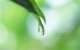 Dew, leaf, bokeh HD wallpaper