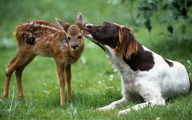 Dog with deer HD wallpaper