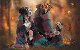 Dogs family, autumn HD wallpaper
