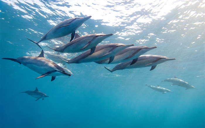 Dolphin, Hawaii, ocean, blue sea Wallpapers Pictures Photos Images