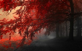 Dusk, autumn, forest, red leaves HD wallpaper