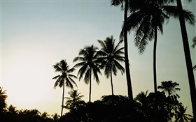 Dusk, evening, palm trees, silhouette