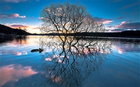 Dusk, trees in the lake, water reflection, sunset HD wallpaper