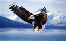Eagle fly, wings, lake HD wallpaper