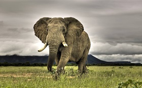 Elephant close-up, grass HD wallpaper