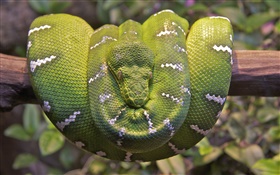 Emerald tree boa HD wallpaper