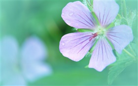 Five petals flower close-up, dew