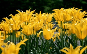 Flower field, yellow tulip HD wallpaper