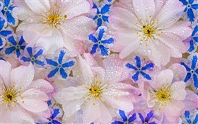 Flowers background, water drops