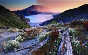 Flowers, slope, volcanic lake, trees, mountains, dawn, fog