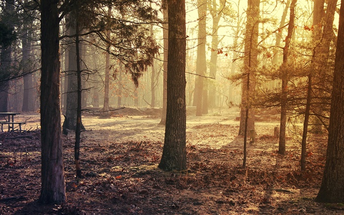 Forest, trees, autumn Wallpapers Pictures Photos Images