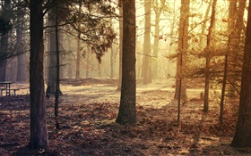 Forest, trees, autumn HD wallpaper