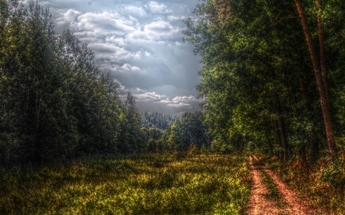 Forest, trees, path, clouds Wallpapers Pictures Photos Images
