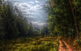 Forest, trees, path, clouds HD wallpaper