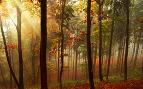 Forest, trees, sun rays, autumn HD wallpaper