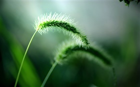 Foxtail close-up, spring HD wallpaper