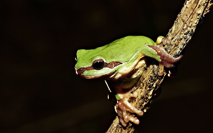 Frog close-up, night Wallpapers Pictures Photos Images