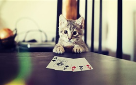 Funny pet, kitten playing poker HD wallpaper