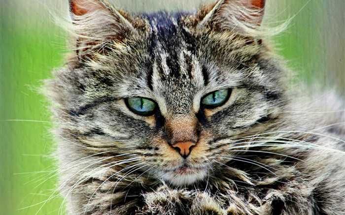 Furry striped gray cat Wallpapers Pictures Photos Images