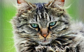 Furry striped gray cat HD wallpaper