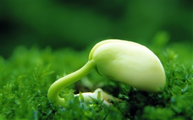 Germinating seeds, spring is coming HD wallpaper