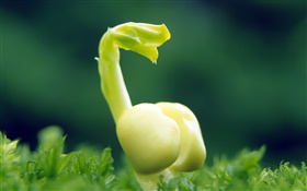 Germinating seeds, spring HD wallpaper