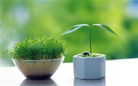 Germination bonsai, small trees HD wallpaper