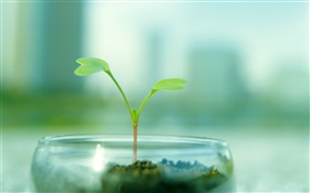 Glass pot, sprout close-up HD wallpaper