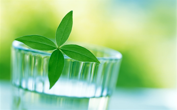 Glassware, newborn leaves Wallpapers Pictures Photos Images