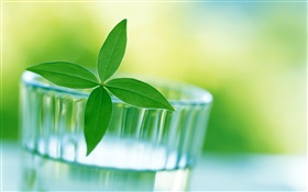 Glassware, newborn leaves HD wallpaper