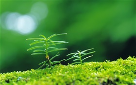 Grass, buds, bokeh HD wallpaper