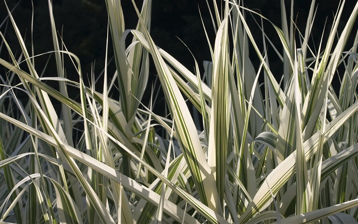 Grass leaves close-up Wallpapers Pictures Photos Images