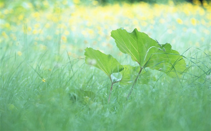 Grass, leaves, summer Wallpapers Pictures Photos Images