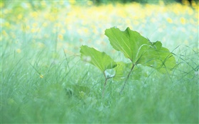Grass, leaves, summer HD wallpaper