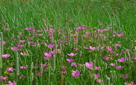 Grass, pink wildflowers HD wallpaper