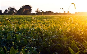 Grassy field, morning, sun, Ohio, USA HD wallpaper