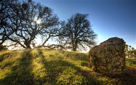 Grassy, sunny day, trees HD wallpaper