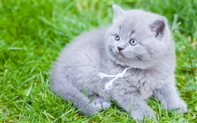 Gray British Shorthair, cat, green grass HD wallpaper