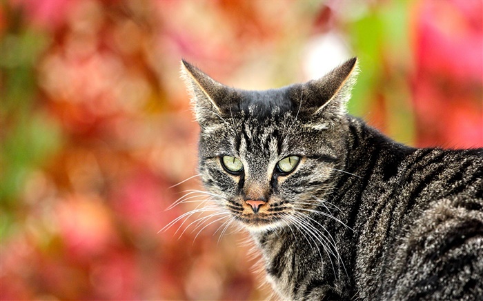 Gray striped cat Wallpapers Pictures Photos Images