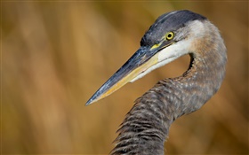 Great Blue Heron close-up HD wallpaper