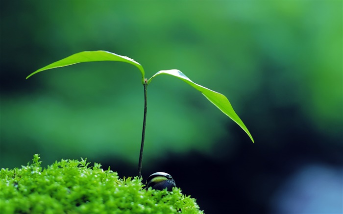 Green background, two leaves, buds, spring Wallpapers Pictures Photos Images