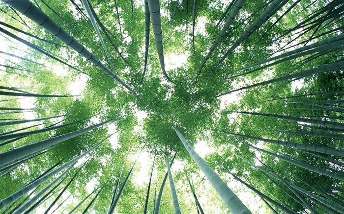 Green bamboo forest, sky, glare Wallpapers Pictures Photos Images