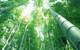 Green bamboo, sun rays HD wallpaper