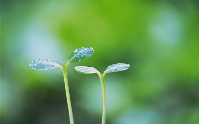 Green buds, dew Wallpapers Pictures Photos Images