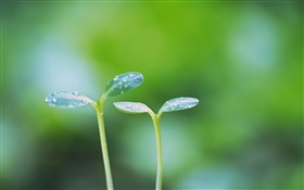 Green buds, dew HD wallpaper